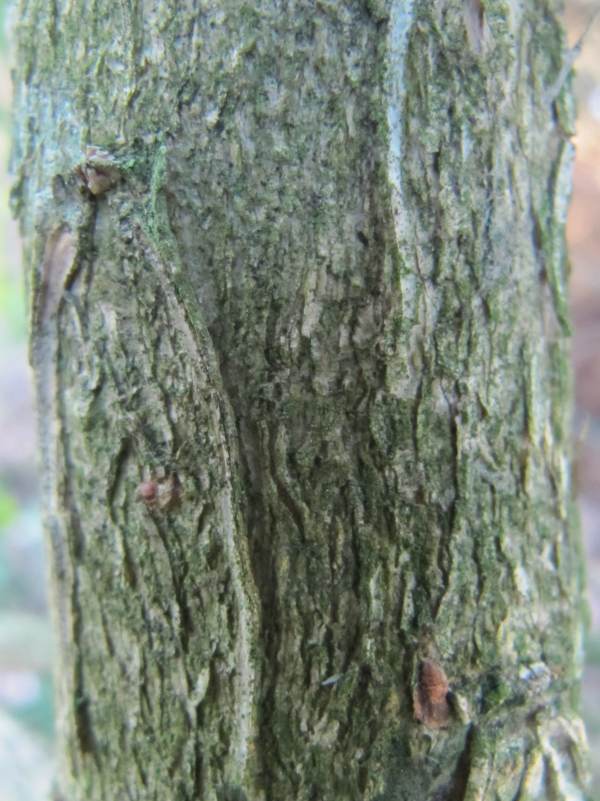 Howardian Local Nature Reserve Box bark