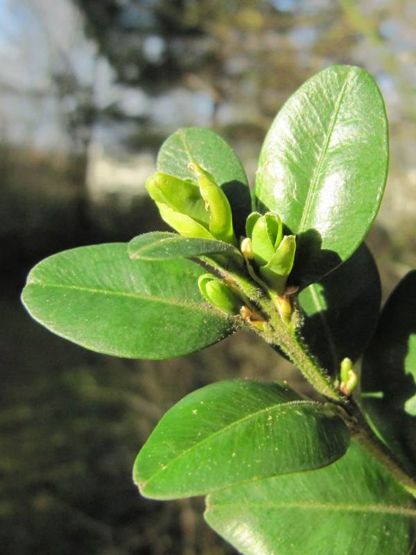 Howardian Local Nature Reserve Box shoot