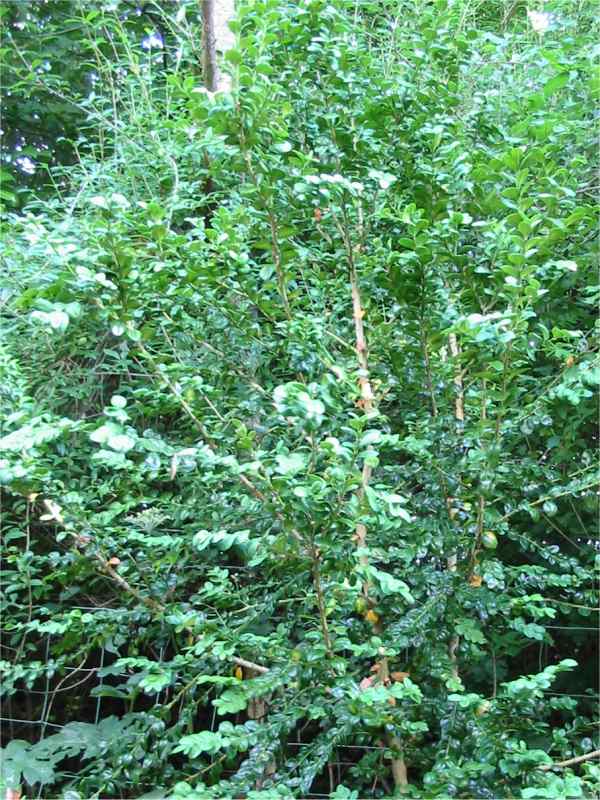 Howardian Local Nature Reserve Box