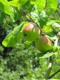Apple (Brith Mawr) fruit
