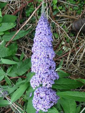 Buddleia (Butterfly Bush)
  Flower