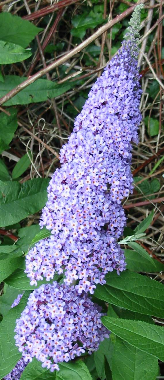 Howardian Local Nature Reserve
Buddleia
(Butterfly Bush) flower