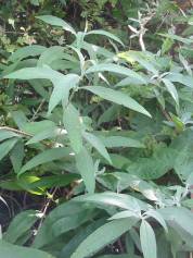 Buddleia (Butterfly Bush) leaf