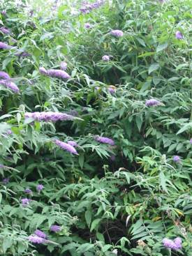 Buddleia (Butterfly Bush)