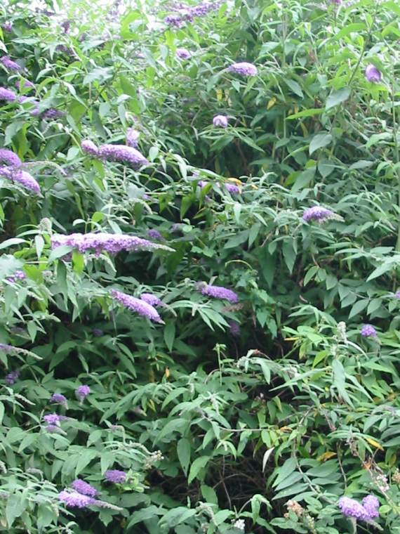 Howardian Local Nature Reserve
Buddleia (Butterfly Bush)