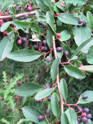 Godalming Cotoneaster fruit