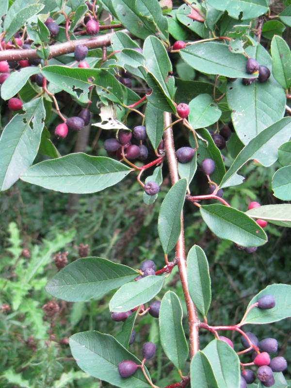 Howardian Local Nature Reserve White Cotoneaster transens fruit