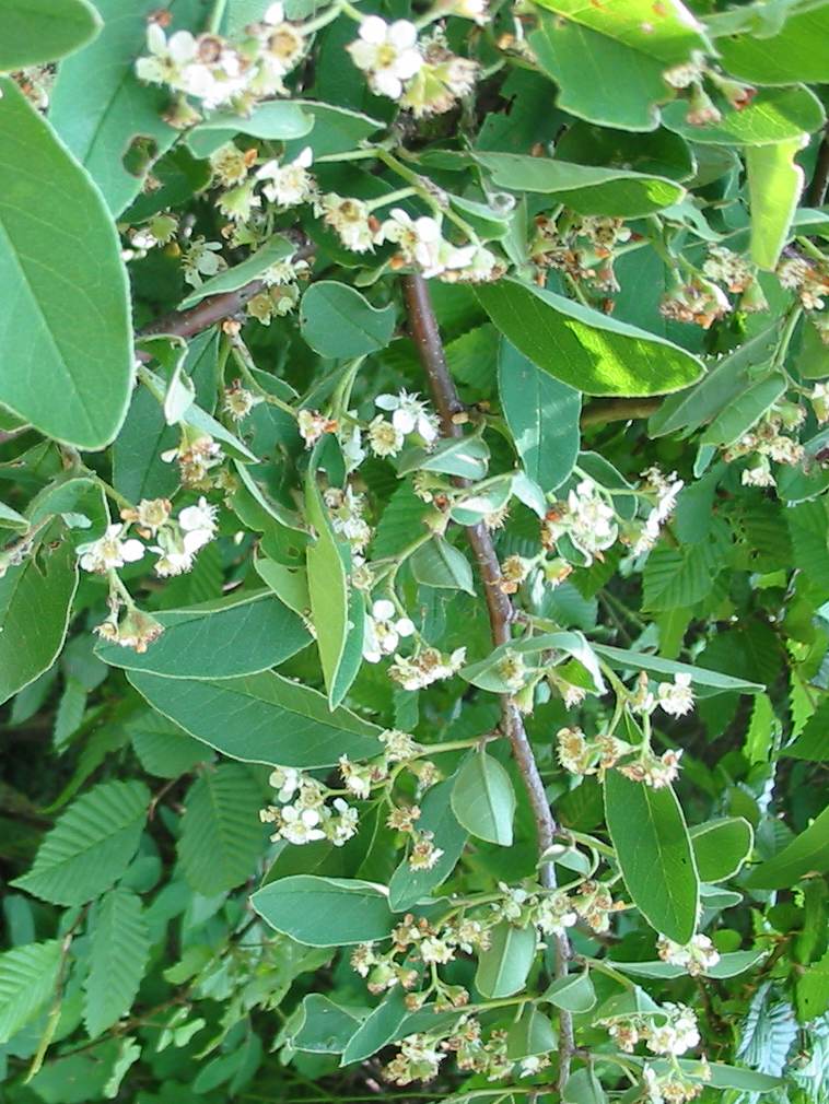 Godalming Cotoneaster leaf