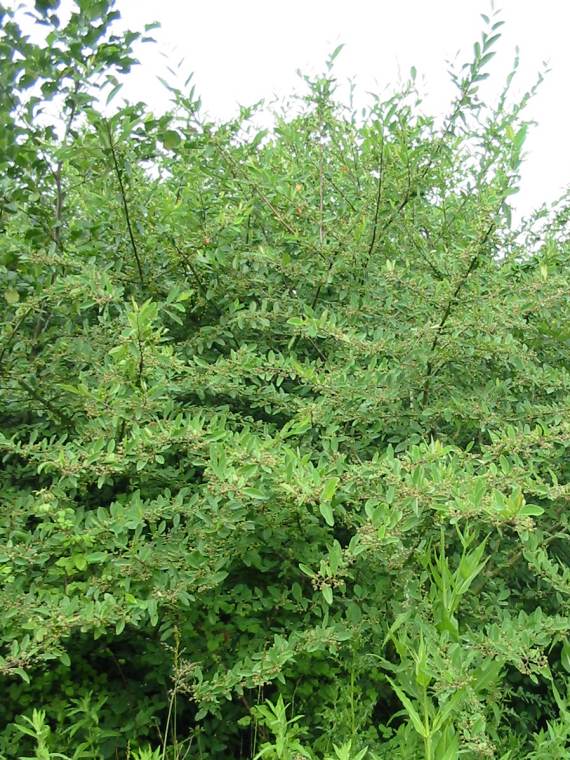 Howardian Local Nature Reserve Cotoneaster transens