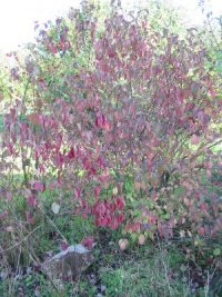 Dogwood Autumn colour