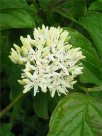 Dogwood
  Flower