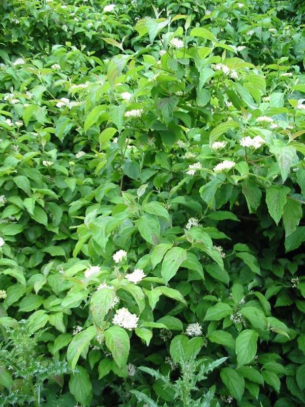 Howardian Local Nature Reserve Dogwood flower