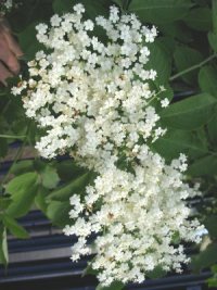 Elder
  flower