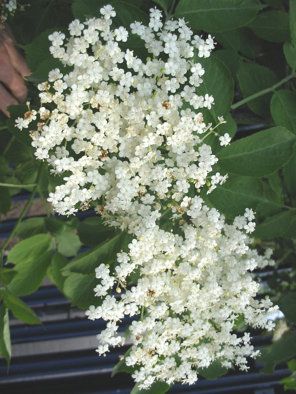 Howardian Local Nature Reserve Elder flower