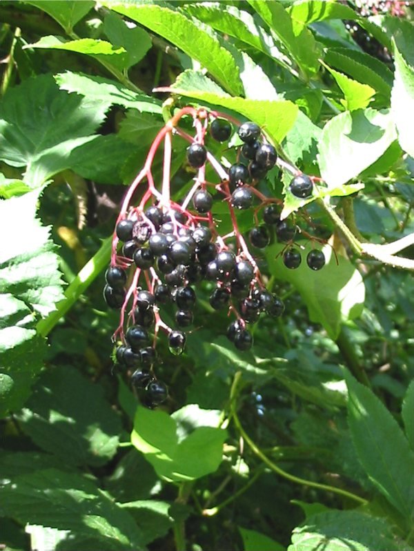 Howardian Local Nature Reserve Elder fruit