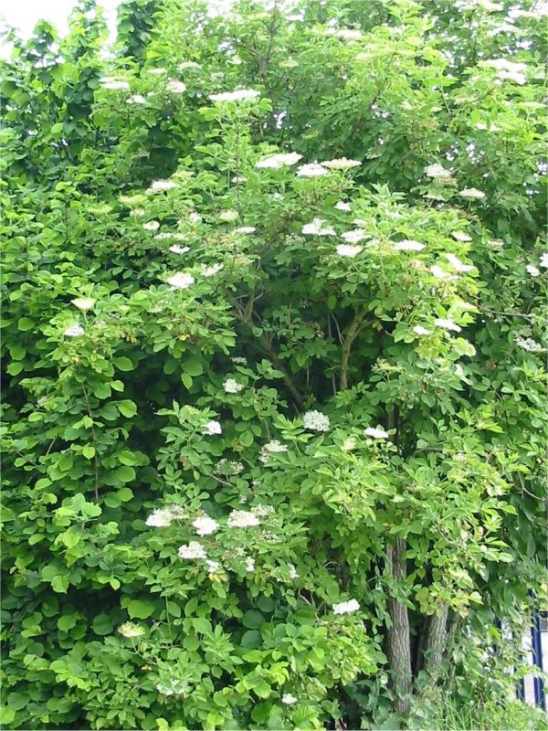 Howardian Local Nature Reserve Elder