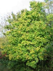 Field Maple autumn