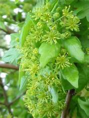 Field Maple
  flower