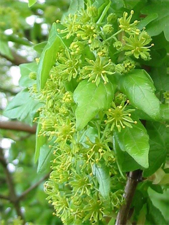 Howardian Local Nature Reserve Field Maple flower