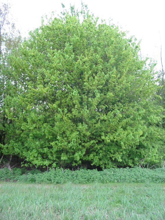 Howardian Local Nature Reserve Field Maple