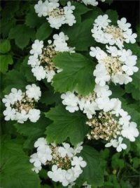 Guelder Rose
  Flower