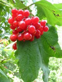 Guelder Rose
  Fruit