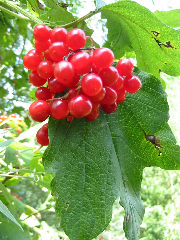 Howardian Local Nature Reserve Guelder Rose fruit