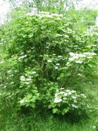 Guelder Rose