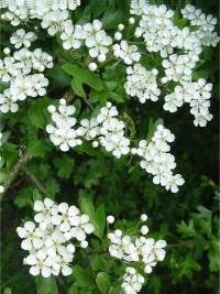 Hawthorn
  Flower