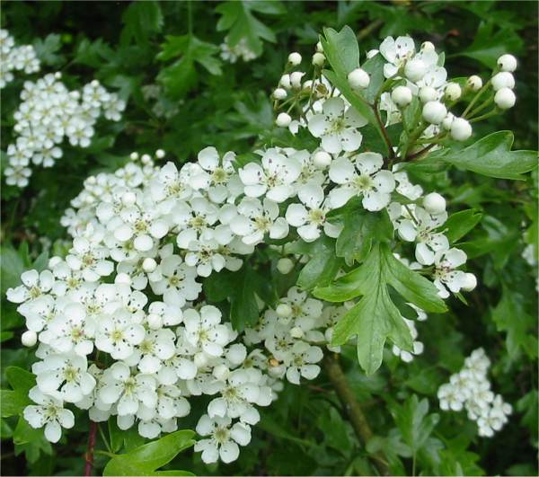 Howardian Local Nature Reserve Hawthorn flower