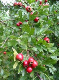 Hawthorn
  Flower