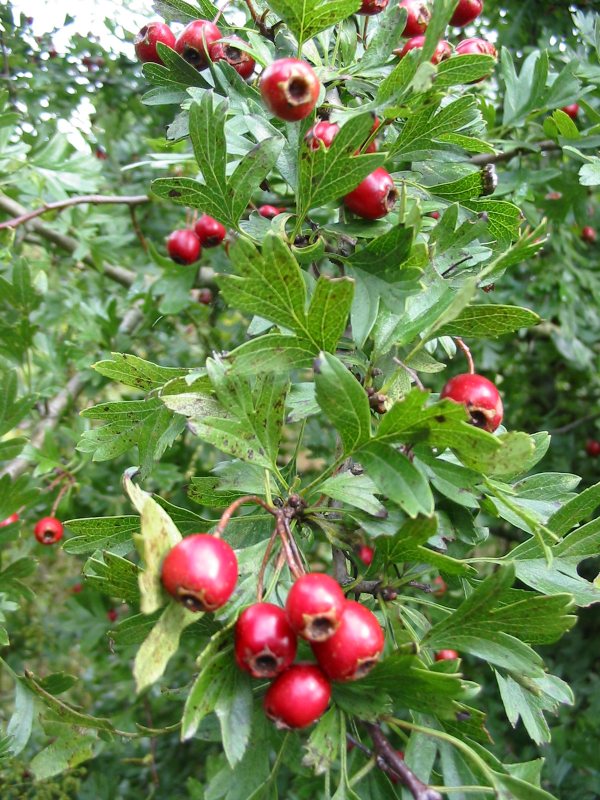 Howardian Local Nature Reserve Hawthorn fruit