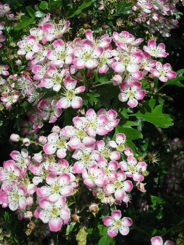 Howardian Local Nature Reserve Hawthorn red form flower