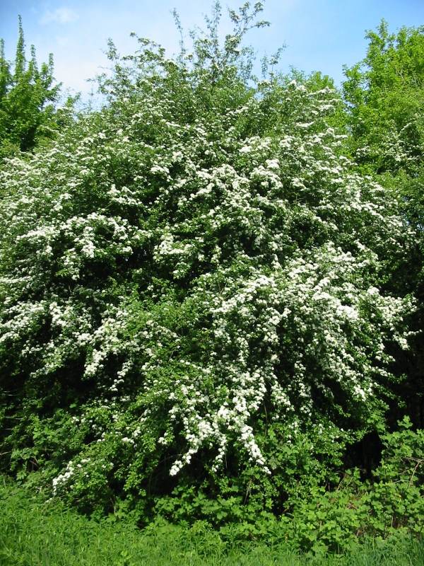 Howardian Local Nature Reserve Hawthorn
