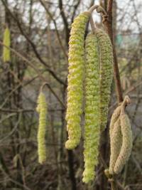 Hazel catkin