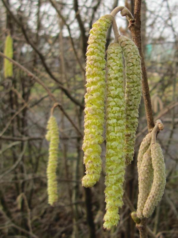 Howardian Local Nature Reserve Hazel catkin
