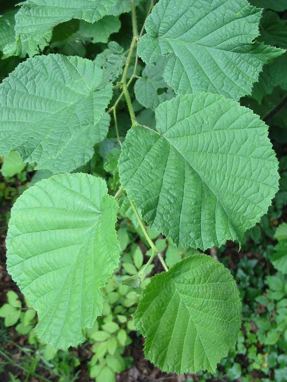 Howardian Local Nature Reserve Hazel leaf