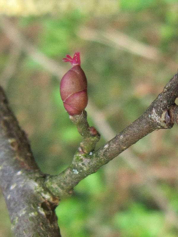 Howardian Local Nature Reserve Hazel female flower