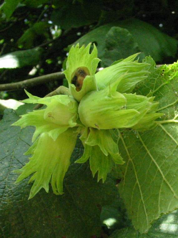 Howardian Local Nature Reserve Hazel nuts