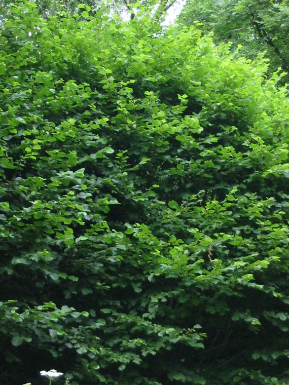 Howardian Local Nature Reserve Hazel