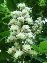 Horse Chestnut
  Flower