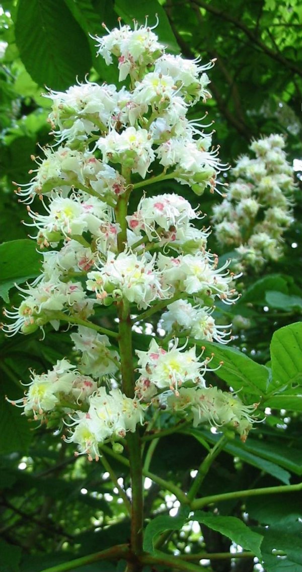 Howardian Local Nature Reserve Horse Chestnut flower