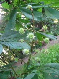 Horse Chestnut fruit