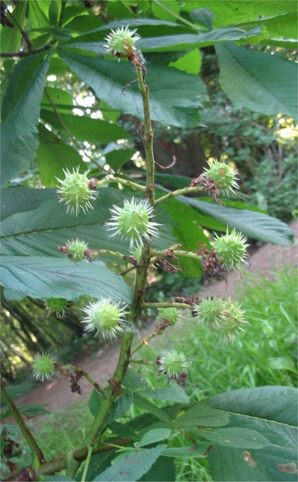 Howardian Local Nature Reserve Horse Chestnut fruit
