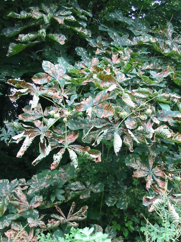 Howardian Local Nature Reserve 
  Horse Chestnut Leaf Miner 
  Cameraria ohridella