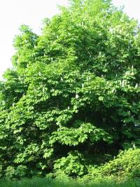 Horse Chestnut