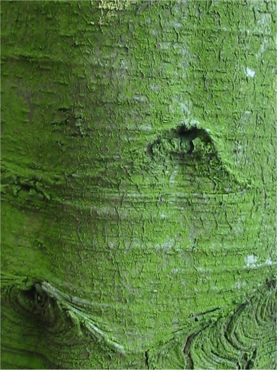 Howardian Local Nature Reserve Holm or Holly Oak bark
