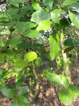 Holm Oak