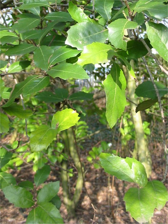 Howardian Local Nature Reserve Field Maple