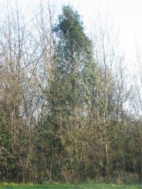 Holm Oak